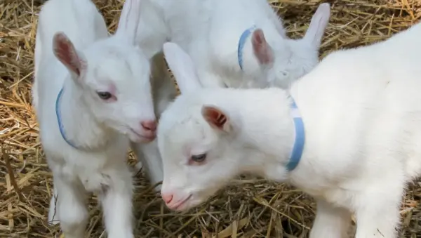 Saanen Goats - Image 3