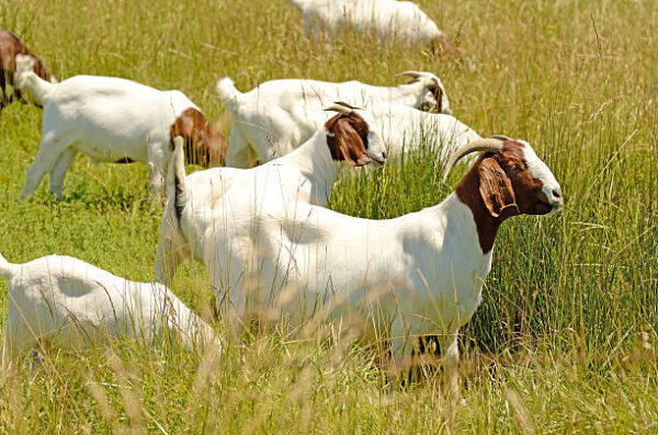 Boer Goats - Image 2