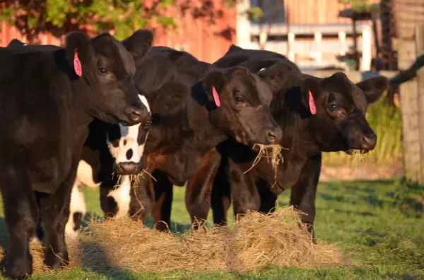 Live cows - Image 6