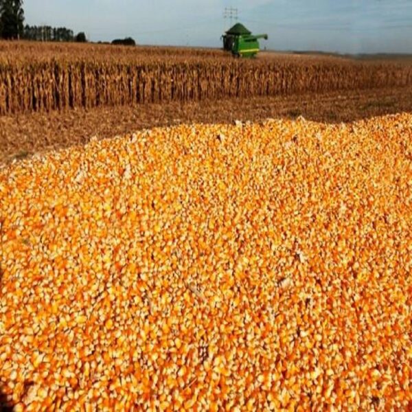 Yellow Maize/Corn - Image 3