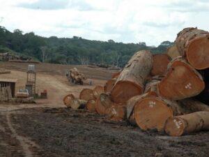 African Tropical Hardwoods