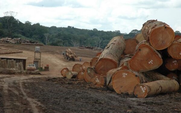 African Tropical Hardwoods