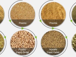 Animal Feeds