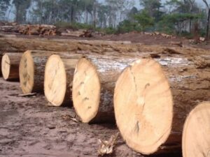 Saw Round And Square Logs
