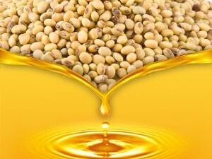 Soybean And Soybean Products